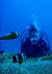 トウアカクマノミをバッチリ撮影