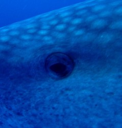 ん～、、、眠そうな目