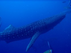 体長７ｍジンベエ