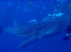 世界最大の魚！