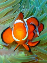 カクレクマノミは一緒に見ましたよ～