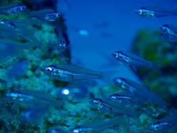 これが　そのアップ！