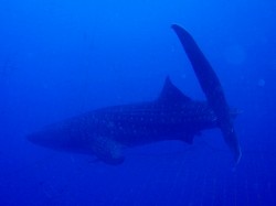 ゆうゆうと泳ぐジンベイザメ♪