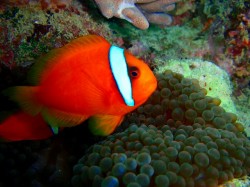 ハマクマノミくん　沖縄　ダイビング