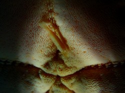 ヒトデヤドリエビ　とっても小さくて撮影難しいです