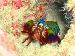 モンハナシャコくん。何かくわえてますねー　沖縄　ダイビング