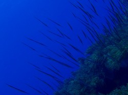 最近ヘコアユがとっても多いです♪