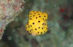 かわいー　ミナミハコフグの幼魚！　（沖縄　ダイビング）