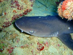 ネムリブカ、今日は撮りやすい向きでいてくれてましたよ♪