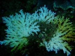 白化していますね。