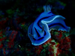 よく見るこの子も　可愛いですね♪