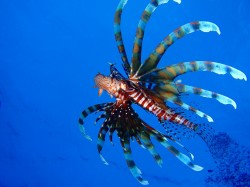 晴れ着のイメージで