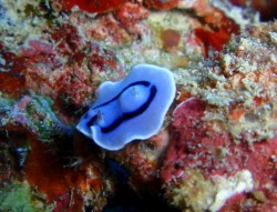 ミゾレウミウシの子供! 体長1cmgurai ミゾレウミウシの子供! 体長1cmgurai