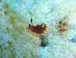 モザイクウミウシの子供! モザイクウミウシの子供!