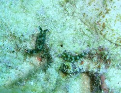 ハナミドリガイの仲間 体長2cmぐらい! ハナミドリガイの仲間 体長2cmぐらい!