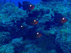 ホウセキの群れって言葉的にめでたい感じがしません？