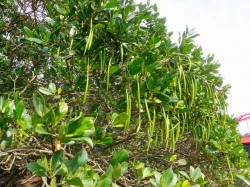 マングローブの種! マングローブの種!