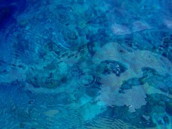 船から海をのぞきこんだところ