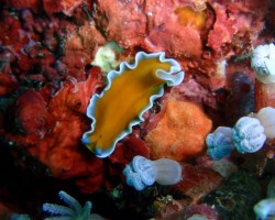 ヒラムシの仲間 ヒラムシの仲間