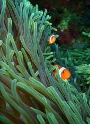 沖縄ダイビングーカクレクマノミ 沖縄ダイビングーカクレクマノミ