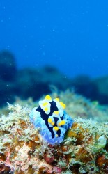 イナンビシクマノミパラダイス