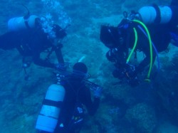 クマパラ　集中撮影