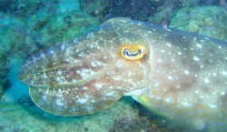 念願のコブシメ