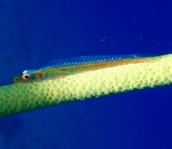 ガラスハゼ　沖縄ダイビング