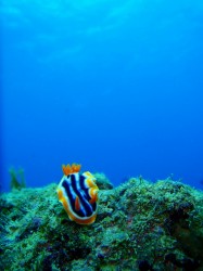 クマノミパラダイス