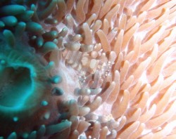 イソギンチャクモドキカクレエビ