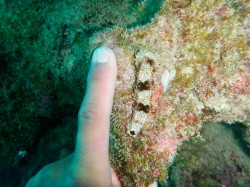 ナマコの赤ちゃん