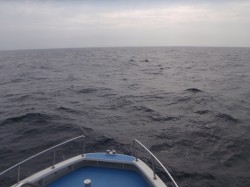 オキゴンドウ オキゴンドウ