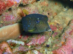 ハコフグの子供