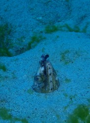 ミナミホタテウミヘビ