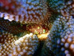 黒島南～カスリフサカサゴ