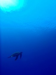 慶良間ダイビング～亀