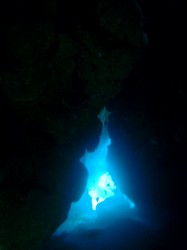 洞窟ダイビング