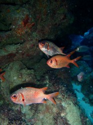 チービシダイビング