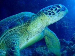 アンジェラ口ではウミガメ三昧 アンジェラ口ではウミガメ三昧