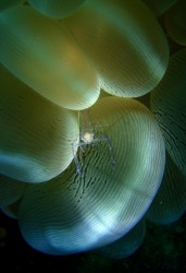 バブルコーラルシュリンプ