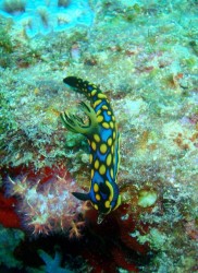 サガミリュウグウウミウシ