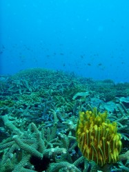 沖縄ダイビング　大山沖