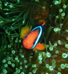 ハマクマノミ ハマクマノミ