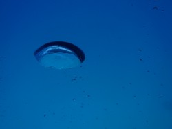 スノーケルが初めてのお二人はダイバーの泡にも感動! p2240786