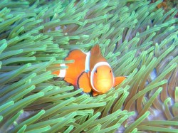 ニモにも会えました♪ ニモにも会えました♪