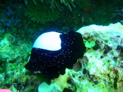 ウミウサギガイ！親。