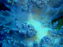 ウミウサギガイの卵たち。イクラぐらいのサイズですよ。 ウミウサギガイの卵たち。イクラぐらいのサイズですよ。