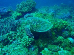 アオウミガメ発見！