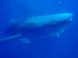 ジンベイザメ。下についている白い魚はコバンザメです ジンベイザメ。下についている白い魚はコバンザメです