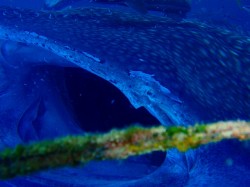 大きなジンベイザメの口！大接近です。